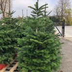 Normandská jedľa (Abies Nordmanniana) výška: 200-250 cm, rezaná 1. TRIEDA